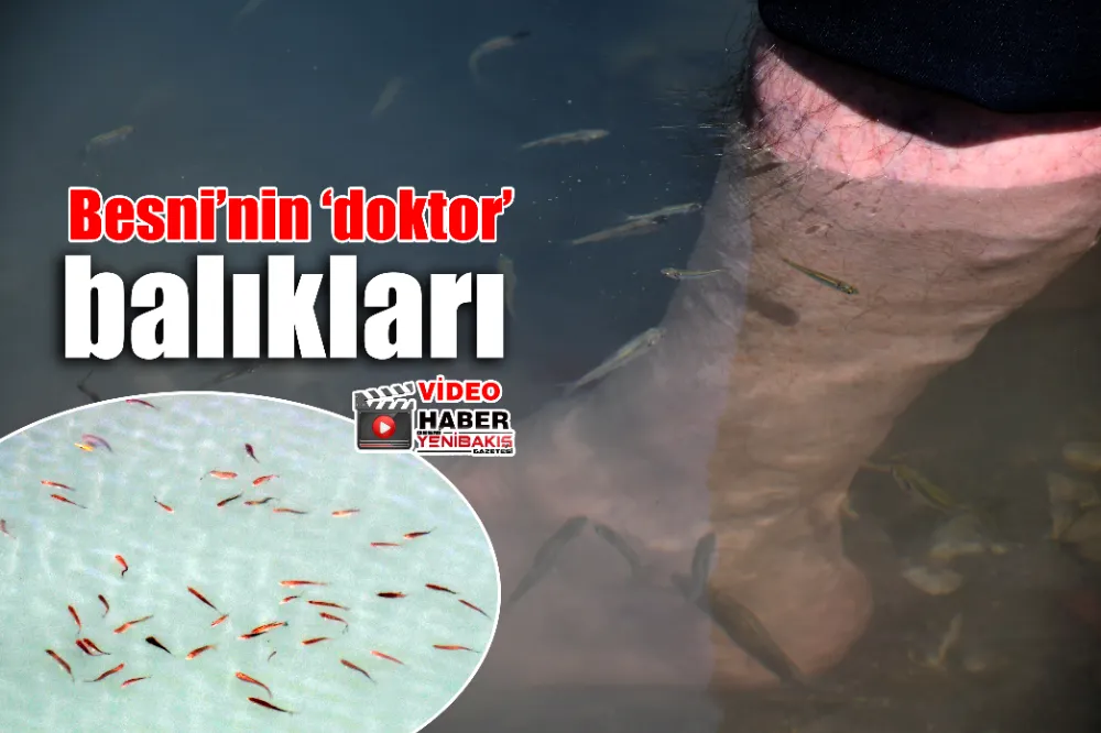Besni’nin ‘doktor’ balıkları