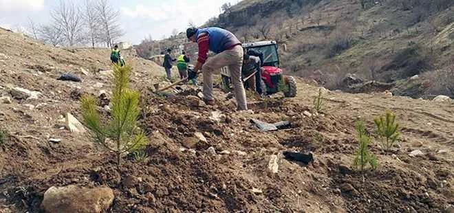 3 Yılda 185 Bin Fidan Toprakla Buluştu