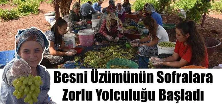 Besni Üzümünün Sofralara Zorlu Yolculuğu Başladı