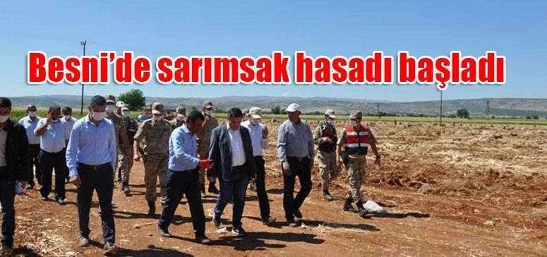 Besni’de sarımsak hasadı başladı 