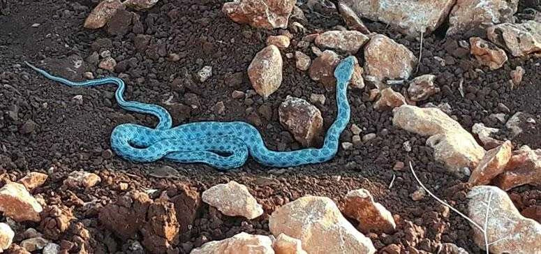 Besni’de Mavi Renkte Sikkeli Yılan Görüldü